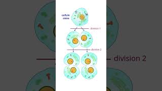 Importance Des divisions Cellulaires Mitose et Méïose science [upl. by Kammerer609]