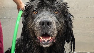 This Might Be The Most Pampered Pooch In The World  Rare Newfoundland Dog [upl. by Mcgregor]