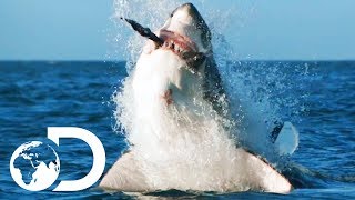 How Would Orca Attack And Kill A Great White  Air Jaws The Hunted  SHARK WEEK 2018 [upl. by Tlok]