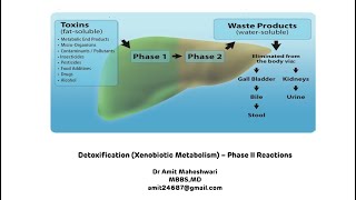 Detoxification  Phase II Reactions  Xenobiotic Metabolism Biochemistry  Part 2 [upl. by Olshausen625]