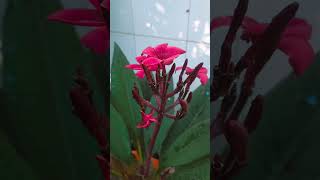 লাল কাঠ চাঁপাআমার ছোট্ট বাগানের চাঁপা ফুল গাছ flowers কাঠচাঁপা [upl. by Kreda]