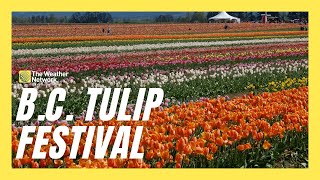 Millions Of Tulips Bloom During Breathtaking BC Tulip Festival [upl. by Redleh]