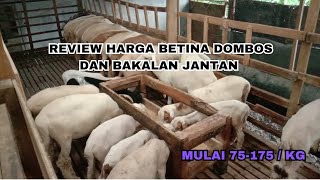 REVIEW HARGA BETINA DOMBOS amp BAKALAN JANTAN ❗❗❗MULAI 75175  KG [upl. by Adnoraj]