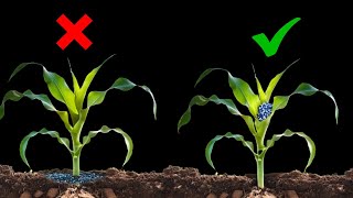 Best Maize Fertilizer Application Strategy for HIGH Yield [upl. by Stilu]