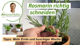 Rosmarin 🌿 richtig schneiden ✂️ und ernten für buschiges Wachstum 🌴 und reiche Ernte [upl. by Hawk]