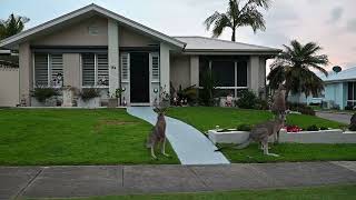 Roo to the Neighborhood Mob of Kangaroos Seen Loitering on NSW Lawns [upl. by Borras]