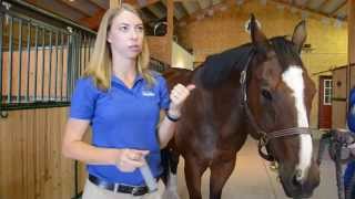 Tips on Giving Horses Oral Medication [upl. by Andromeda]