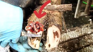 Cutting Trimming and Cleaning Removing a Stuck Screw from a Cows Hoof – A Professional Rescue [upl. by Rahsab359]