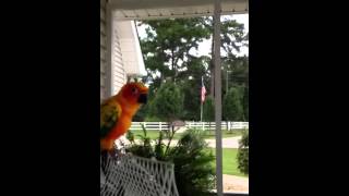 Sun conure Talking [upl. by Raddatz]