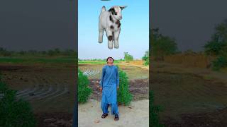 bakra lari bado badi bakramandi bakraeid2024 badobadi islamicvfx dear [upl. by Ledeen347]