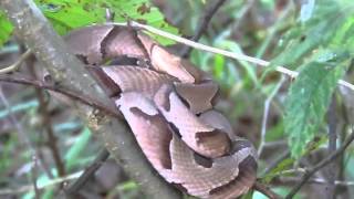 Southern Copperhead Agkistrodon contortrix contortrix Sitting in a Small Tree [upl. by Egon]