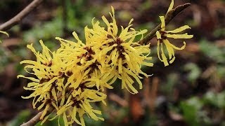 Zaubernuss Hamamelis  möglichst nicht zurückschneiden [upl. by Sharma491]