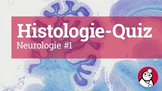 DocCheck HistologieQuiz Neurologie 1 [upl. by Kcaz]