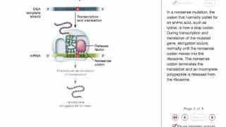 Nonsense Mutation Animation [upl. by Kendre]