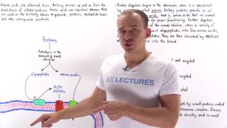 Introduction to Amino Acid Metabolism [upl. by Zwiebel]