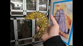 Giant Angry Gecko  Rhacodactylus Leachianus [upl. by Ailaht551]