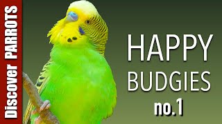 Happy Budgies 1  Budgerigar Sounds to Play for Your Parakeets  Discover PARROTS [upl. by Irok448]