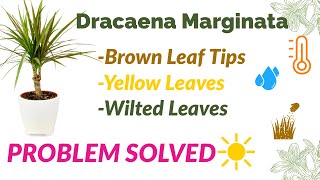 Dracaena Marginata Brown Leaf Tips Yellow leaves amp Wilted leaves Solutions dracaena [upl. by Matilda564]