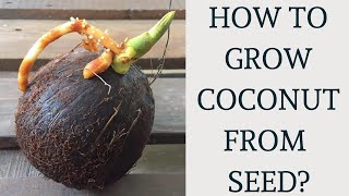 How to grow coconut tree from seed  Coconut germination amp propagation [upl. by Ardekal260]