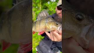 Lure fishing for perch  river fishing lurefishinguk perch catchandrelease zander river [upl. by Higginson]