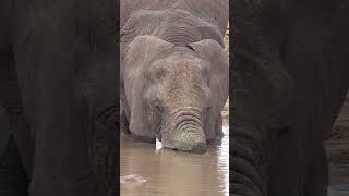 The Inspiring Story of an Elephant Who Defied the Odds After a Crocodile Attack [upl. by Anilosi]