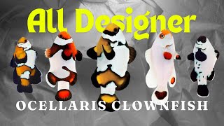 All Designer Ocellaris Clownfish [upl. by Terrilyn]