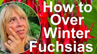 Tropicals gardens UK How to Overwinter Fuchsias [upl. by Pump]