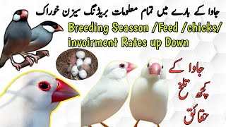 Java Sparrow complete information in Urdu Hindi  Breeding Seasson Java earningJavaB4BIRDS [upl. by Ghiselin230]