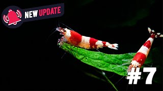 Tips and Tricks to Setting up a New Shrimp Tank Nano News amp Coffee 7 [upl. by Revilo]