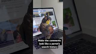 What do parrots search in YouTube [upl. by Afaw]