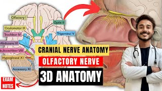 cranial nerve anatomy  olfactory nerve anatomy  first cranial anatomy  neuroanatomy [upl. by Llatsyrc]