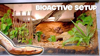 NEW Ball Python Bioactive Tank  Sterling Finally Got A Vision Tank [upl. by Thorncombe]