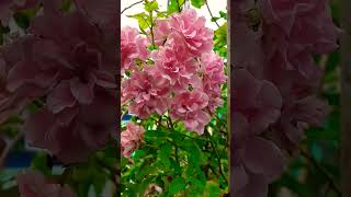 Climbing Rose  Terrace garden  Morning view  shortsviral  viral❤️💫🥰✨ youtubevideoshorts [upl. by Edee698]