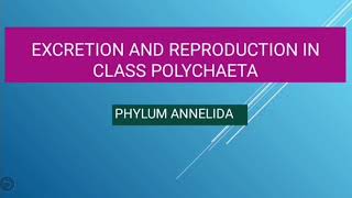 Excretion and Reproduction in Class Polychaeta  Phylum Annelida [upl. by Yelena]