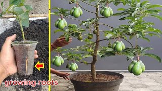 How to cuttings avocado to grow 100 roots Only 48 weeks [upl. by Esil756]