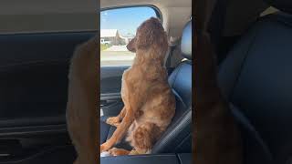 Dogs silent treatment after groomer visit [upl. by Aradnahc]