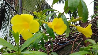 ll Allamanda Flowers Status And Flowering l Yellow Flowers ll greenandgardening3562 [upl. by Morril]