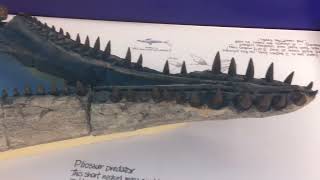 A pliosaur jaw at the Etches Collection [upl. by Shoifet833]