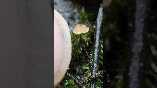 Marasmiaceae a family of Fungi photography shorts macro viral nature mushroom fungi beauty [upl. by Gile]