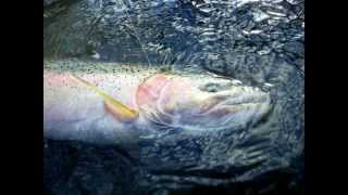 CANADA Skeena River Fly Fishing [upl. by Cirtemed316]