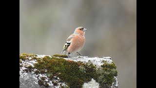 Vogelstimmen der Buchfink [upl. by Ailahtan]