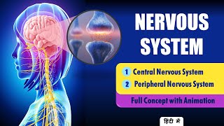 Explain Nervous System Anatomy and Physiology Hindi  Types of Neurons [upl. by Meekahs]