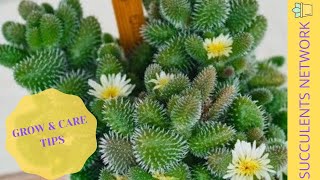 How To Care amp Grow The Delosperma Echinatum [upl. by Dene]