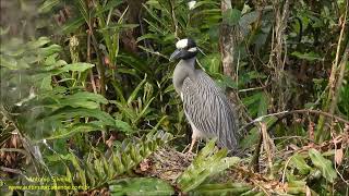 Yellowcrowned NightHeron Nyctanassa violacea by Antonio Silveira [upl. by Ettelrahc]