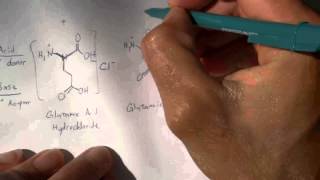 Digesting MSG amp Aspartame 2 of 4 Amino Acid Chemistry [upl. by Fox]