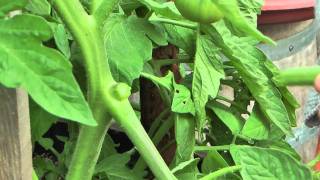 Comment enlever les gourmands et tailler ses tomates Jardin de Balgan HD [upl. by Ettennor]