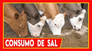 🔴 8 COSAS QUE DEBES DE SABER DEL USO DE SAL EN GANADO BOVINO ✅ Vacas Lecheras y Carnicas [upl. by Eissim489]