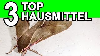 Lebensmittelmotten bekämpfen  die TOP 3 Hausmittel [upl. by Dasi]