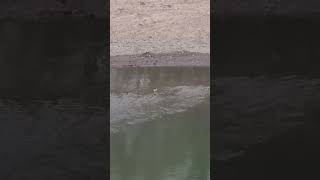 Upset Plover Wading Bird at a River in Illinois [upl. by Onid]