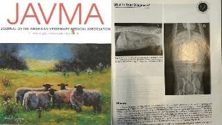 Inguinal herniation with small intestinal incarceration in a dog  University of Georgia  JAVMA [upl. by Nodnarb]